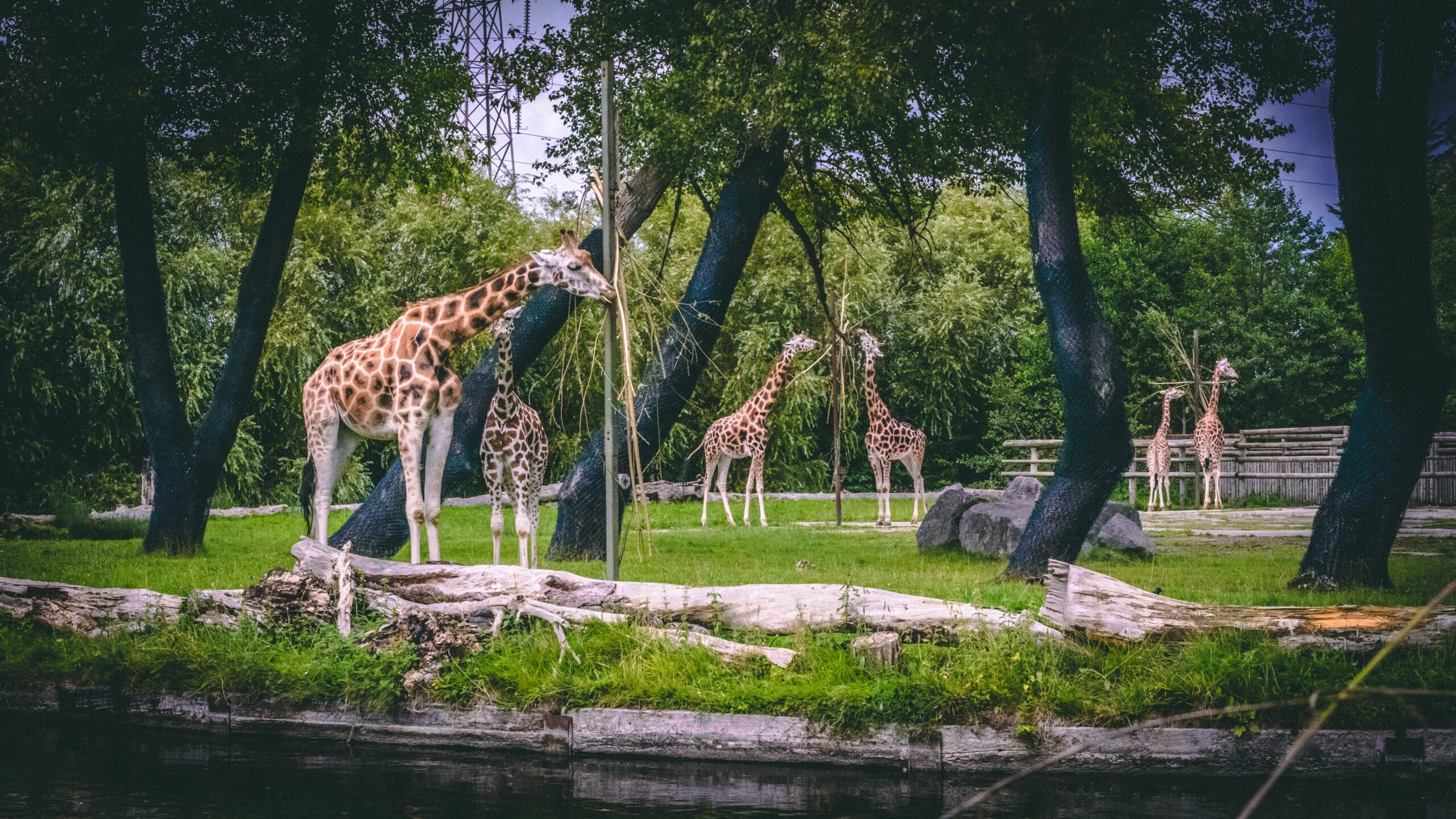 Quingo Accessible Attractions Chester Zoo